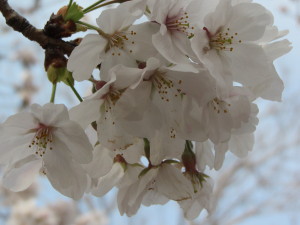 桜2013033010