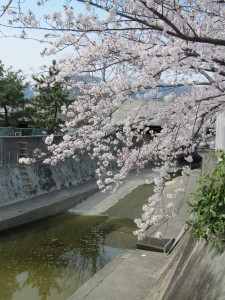 桜2013033011