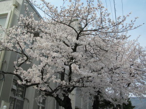 桜2013033012
