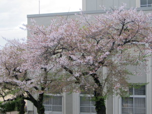 桜20130407