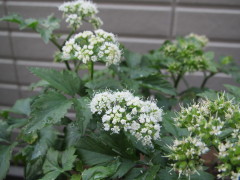 芹の花