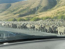 羊の群れに遭遇