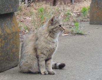 kitaasakaka4.jpg