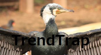 torendtrap_banner.jpg