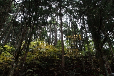 高野の秋