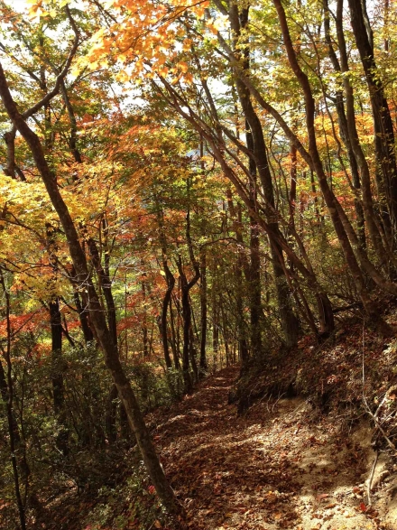 sibakusa (11)