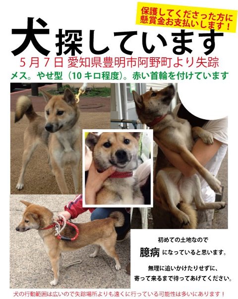 20120509迷子 福島から愛知へ移動した犬