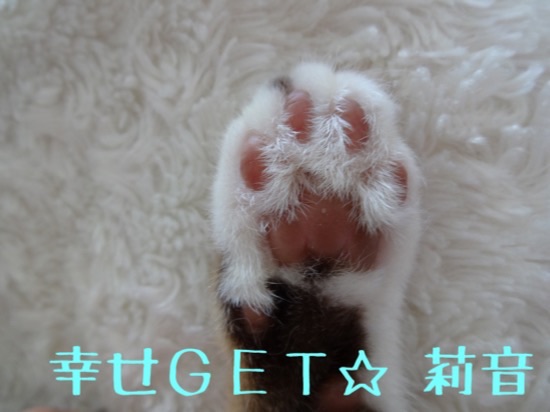 20141021231409cb2.jpg