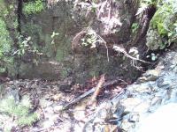 DSC_0106.jpg