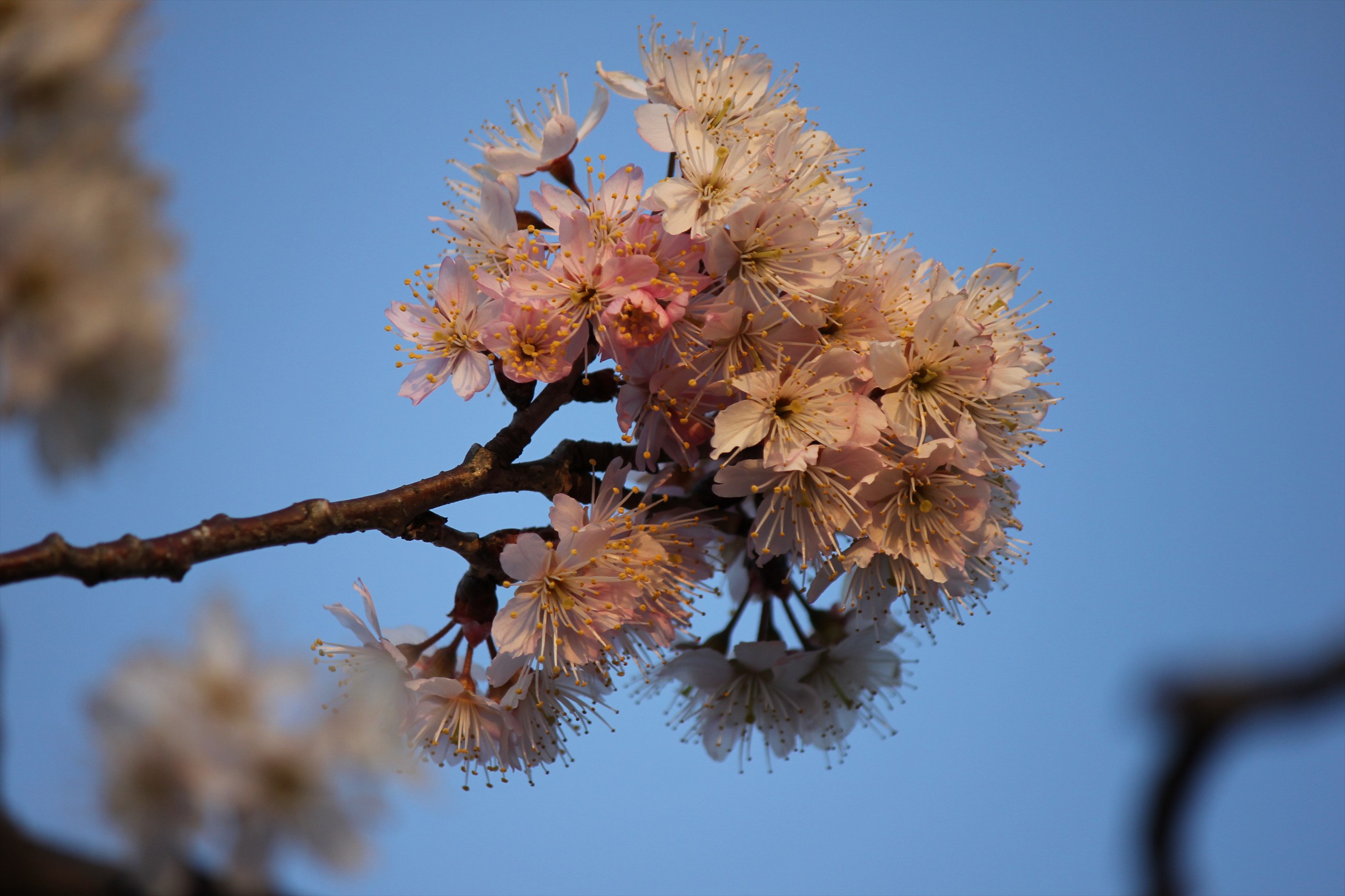 さくらんぼの開花