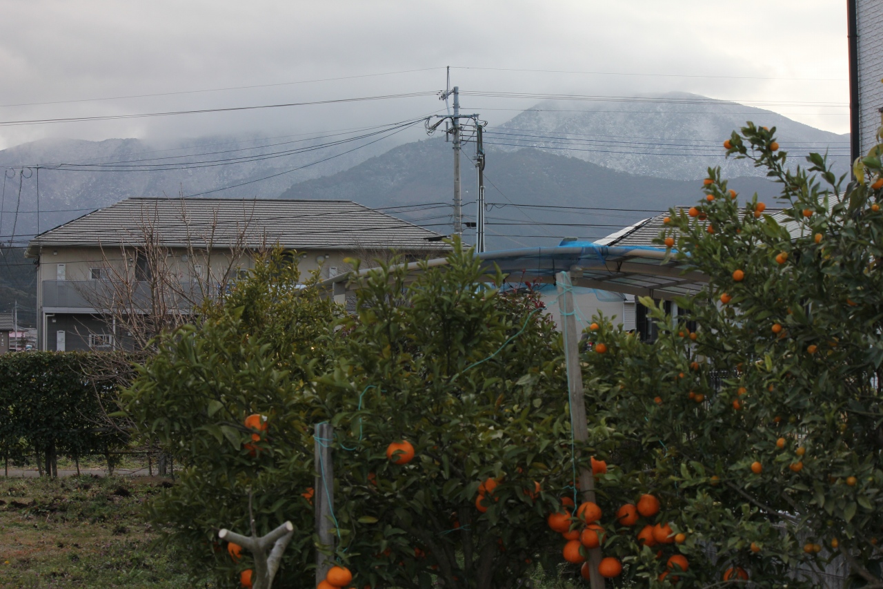 雪山と柑橘