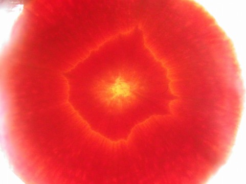 a0960_002550.jpg