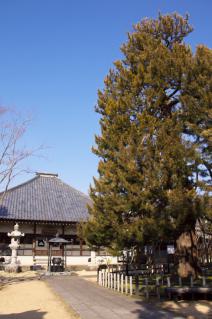 橋本・香福寺本堂と高野槇