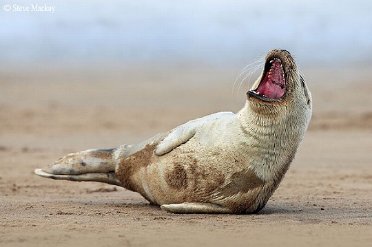 funny-yawning-animals-1.jpg