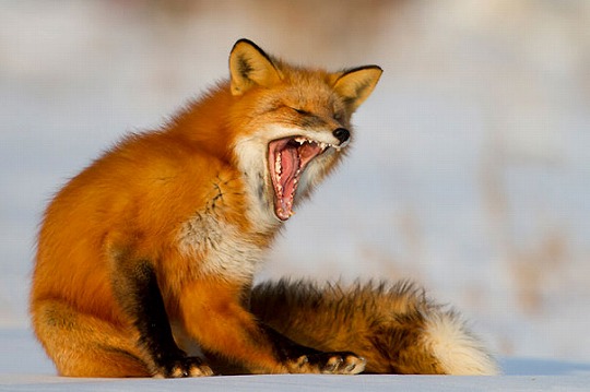 funny-yawning-animals-10.jpg