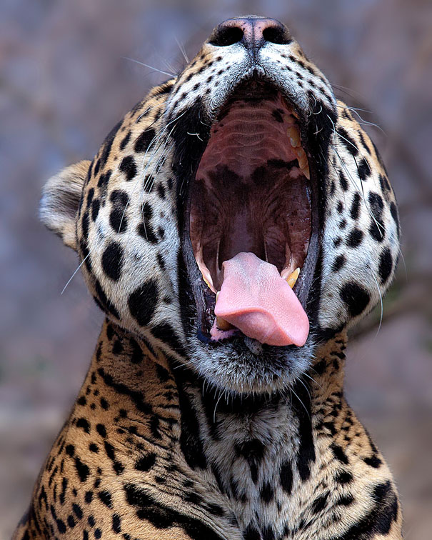 funny-yawning-animals-12.jpg