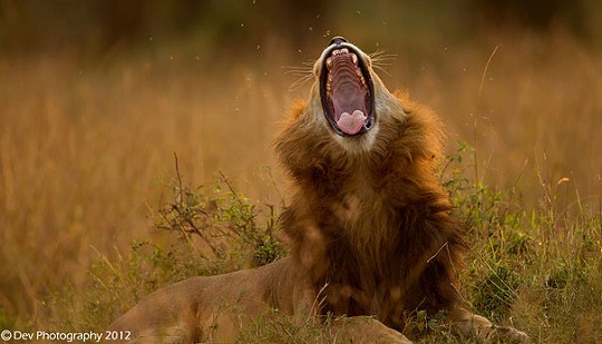 funny-yawning-animals-14.jpg