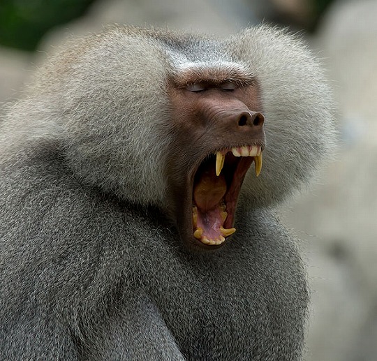 funny-yawning-animals-15.jpg