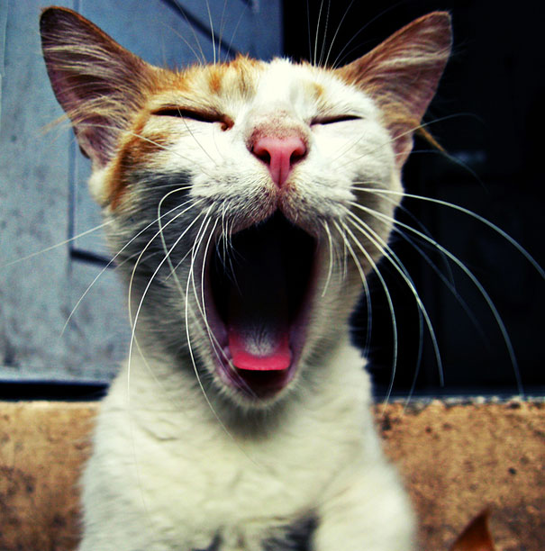 funny-yawning-animals-17.jpg
