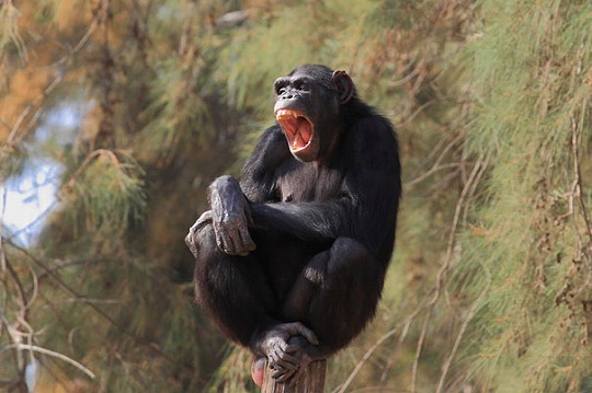 funny-yawning-animals-18.jpg