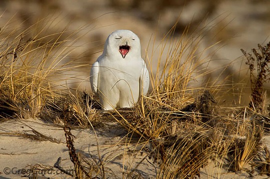 funny-yawning-animals-2.jpg