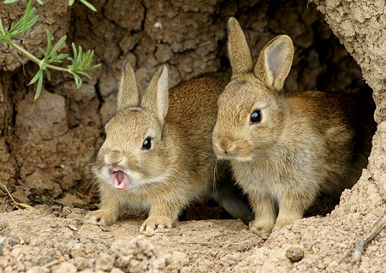 funny-yawning-animals-3.jpg