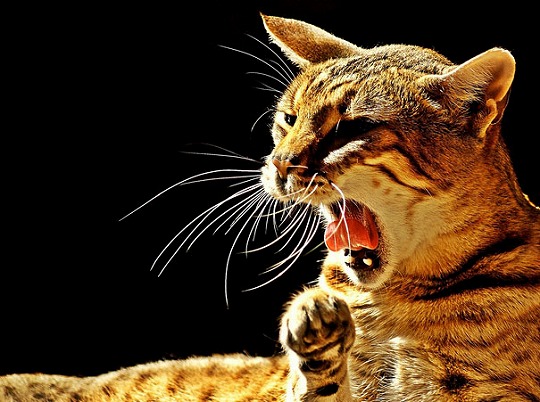 funny-yawning-animals-5.jpg
