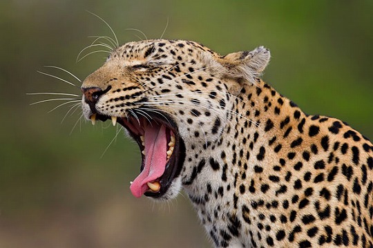 funny-yawning-animals-9.jpg