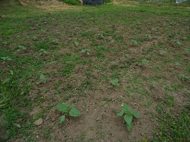 DSC00869.jpg