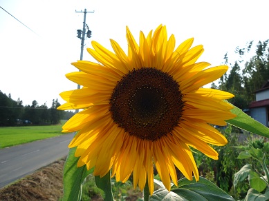 DSC01701.jpg