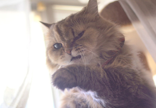 140206_moca3.jpg
