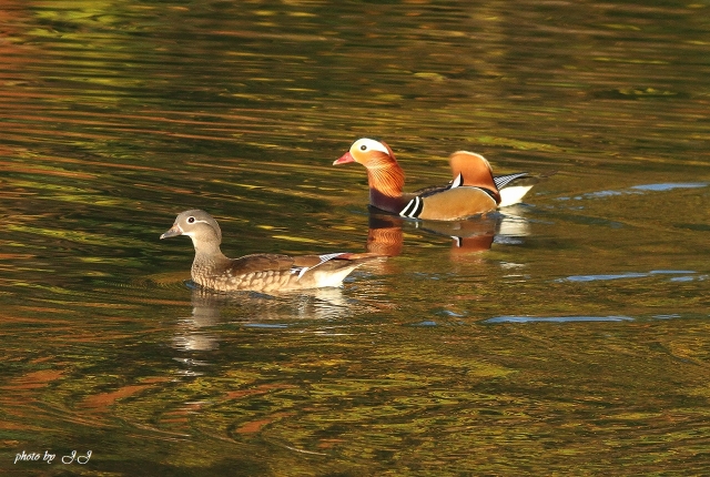 11IMG_0390.jpg