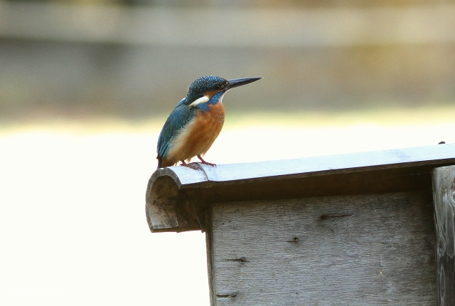 11IMG_0590.jpg
