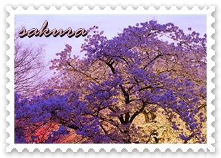 桜咲く