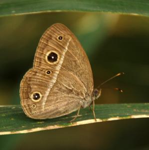 121016sha65 143