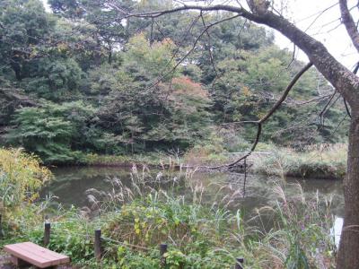shirokanenature5