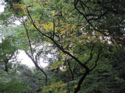 shirokanenature3