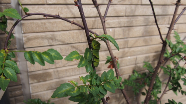 PB081289.jpg