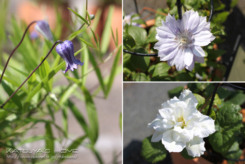 とっとり花回廊