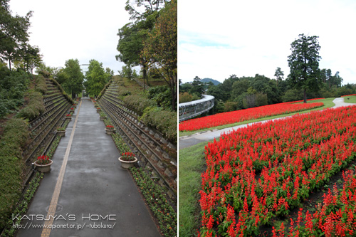 とっとり花回廊