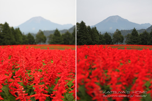 とっとり花回廊