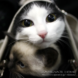 駅で出会った猫ちゃん