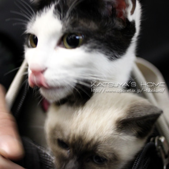 駅で出会った猫ちゃん