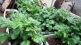 IMG_20130421_154447.jpg