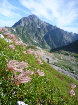 チングルマと剱岳