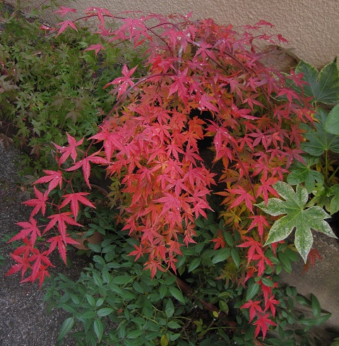 もみじ 流泉 紅葉 - 植木、庭木