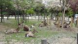 奈良公園_鹿