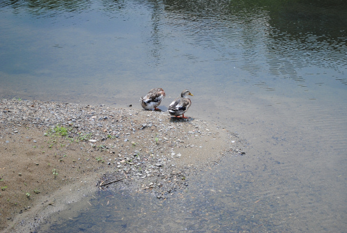DSC_2058.jpg