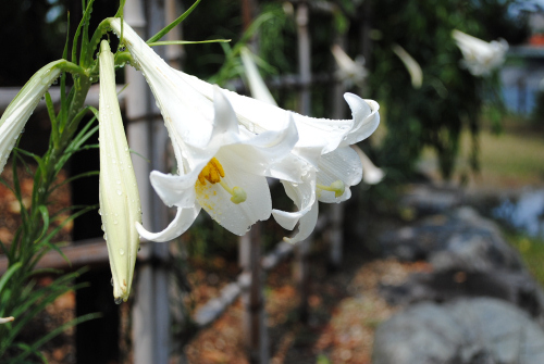 DSC_2061.jpg