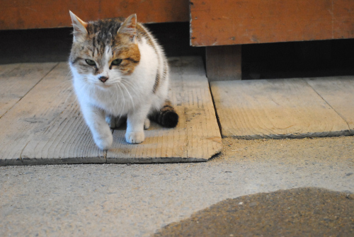 DSC_3039.jpg